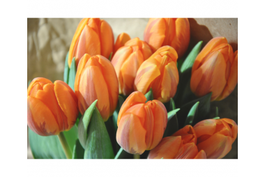 Bukiet tulipanów 